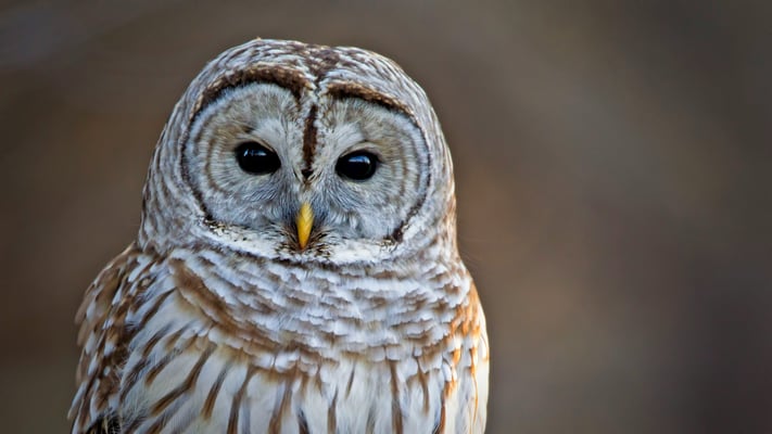 Spotting Leadership Potential