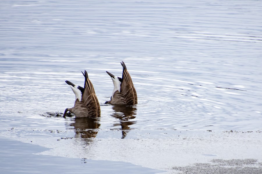 Diving Ducks
