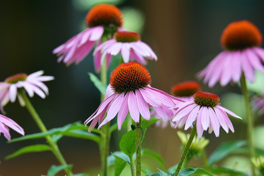 Purple Flowers