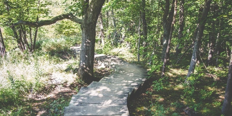 Forest Bathing: How spending time in nature can improve your leadership and life